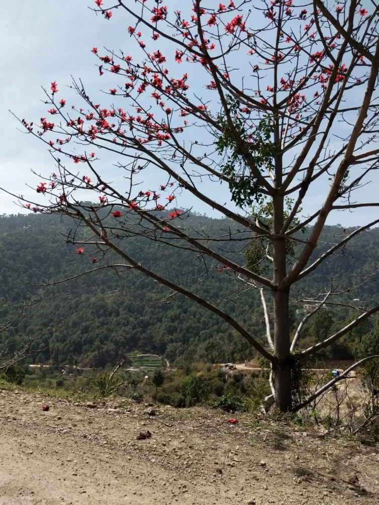 15 Amazing Images We Clicked When Google Maps Left Us Alone In Himachal Pradesh 8 himachal pradesh