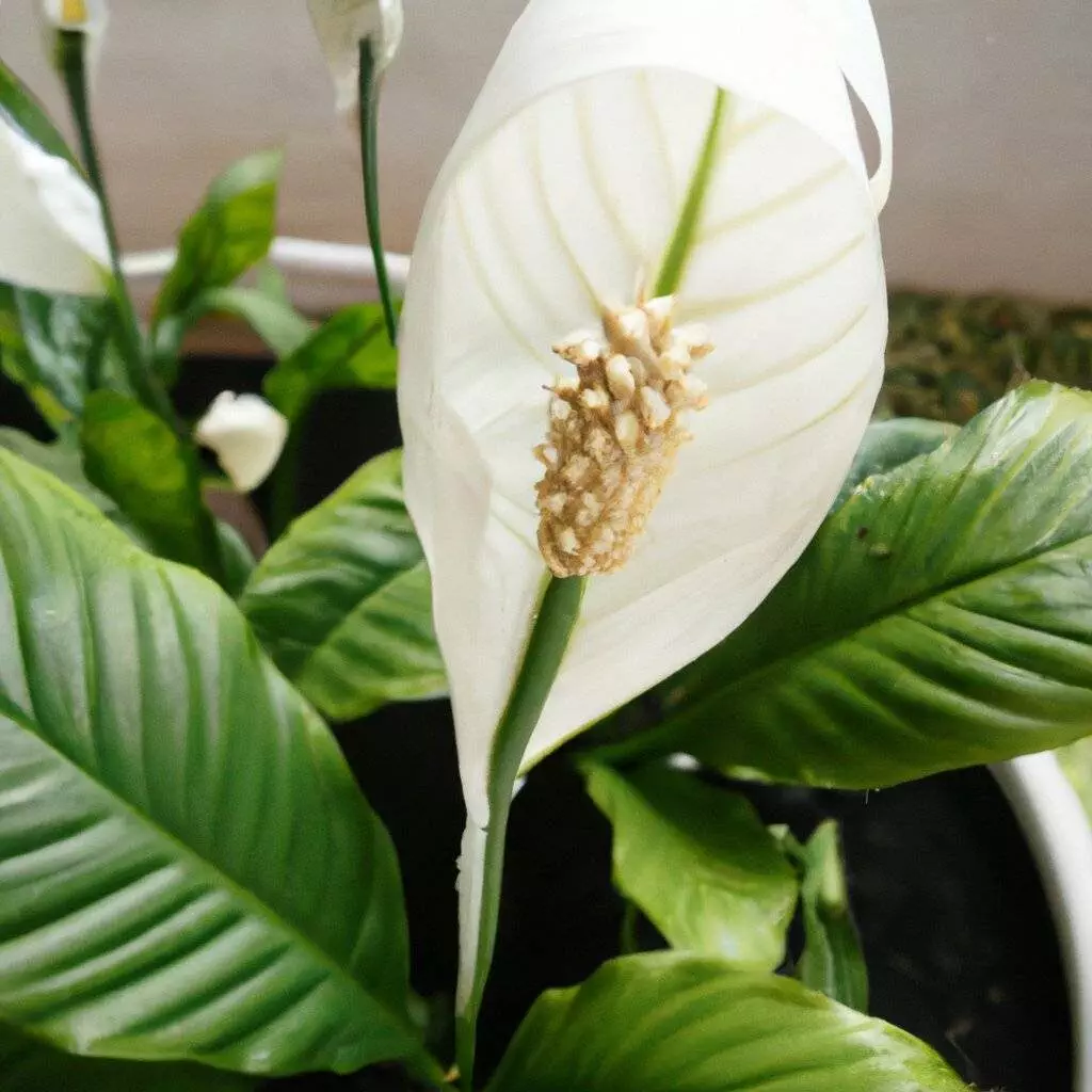 Peace lily 11