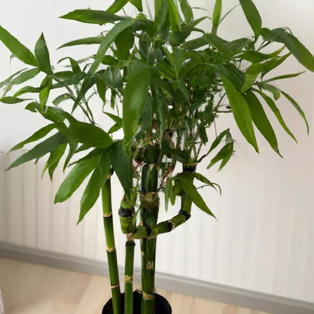 bamboo palm 3